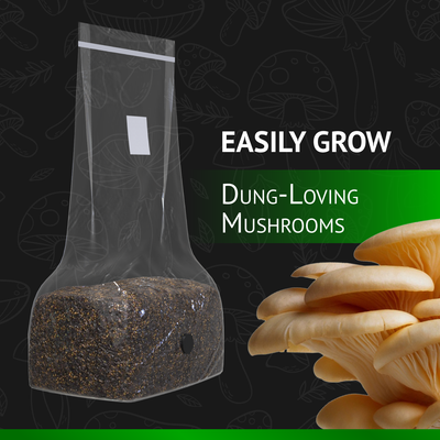 All-In-One Mushroom Grow Bag (5 pounds) - Generation 2 -  Sterilized mushroom media with injection port. 3 bags.