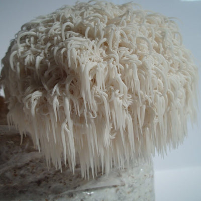 Lion's Mane Mushroom Plate Culture - Hericium erinaceus