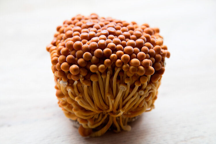 Golden Enoki Mushroom Liquid Culture Flammulina velutipes Mycology