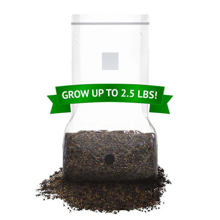 All-In-One Mushroom Grow Bag (5 pounds) - Generation 2 -  Sterilized mushroom media with injection port. 1 bag.