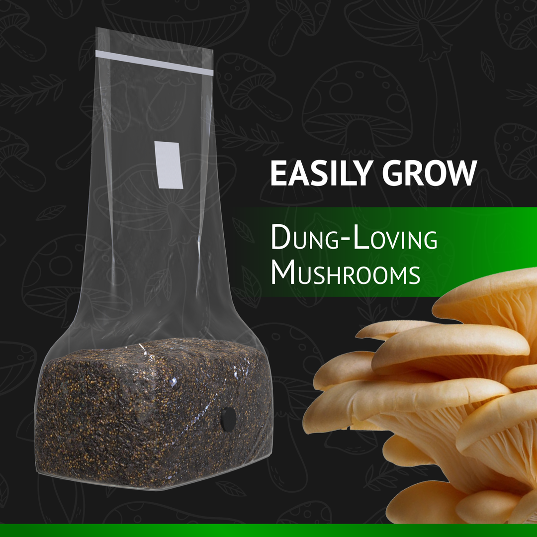 All-In-One Mushroom Grow Bag (5 pounds) - Generation 2 -  Sterilized mushroom media with injection port. 1 bag.