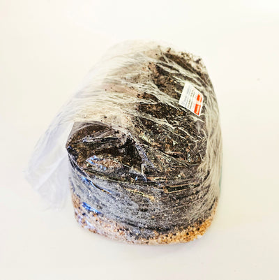 All-In-One Mushroom Grow Bag 5 pounds - Sterilized mushroom media with injection port. 2 bags