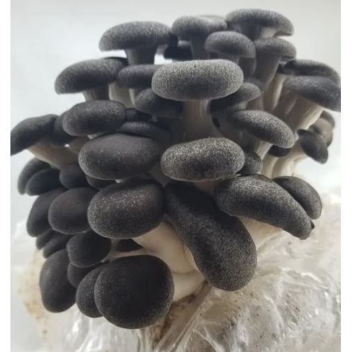 Black Pearl King Oyster Mushroom Liquid Culture