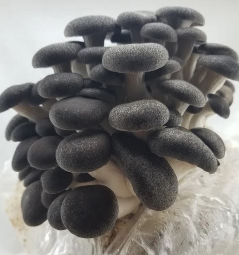 Black Pearl King Oyster Mushroom Liquid Culture