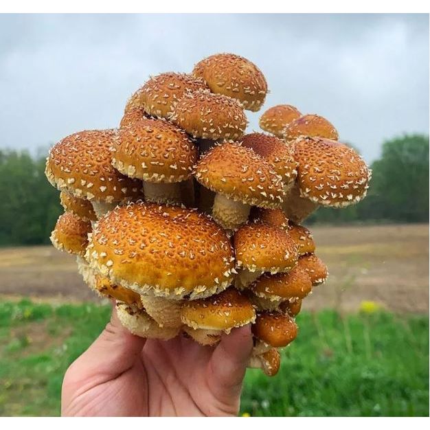 Chestnut Mushroom Liquid Culture