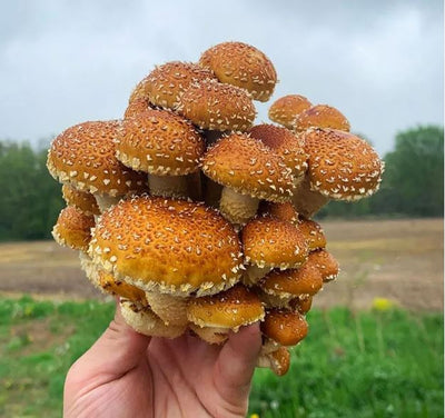 Chestnut Mushroom Grain Spawn
