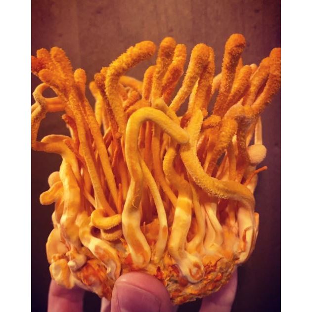 Cordyceps Militaris Mushroom Grain Spawn