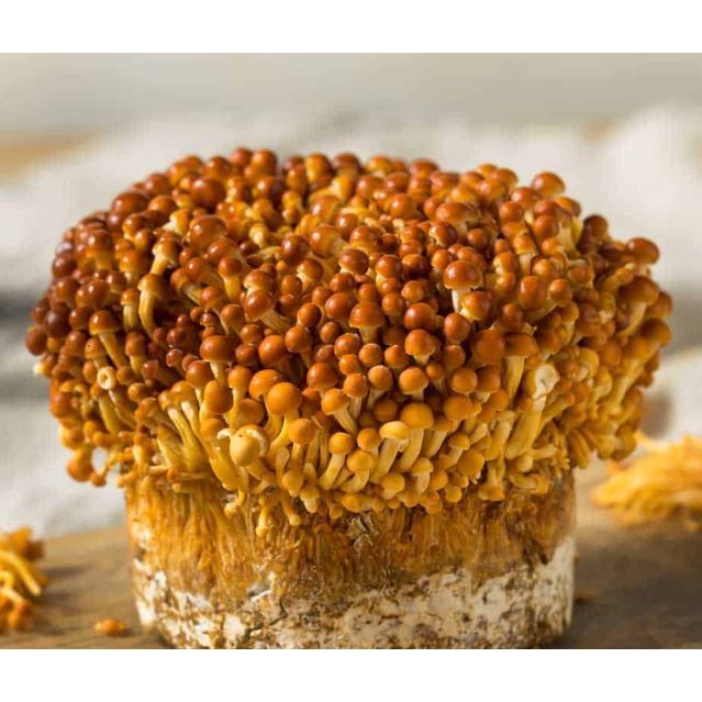 Golden Enoki Mushroom Grain Spawn