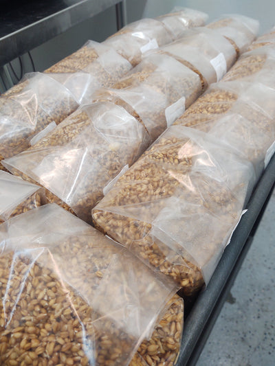 Grain Media - Organic Rye Berries 3lb Bag with injection port (1000 units)