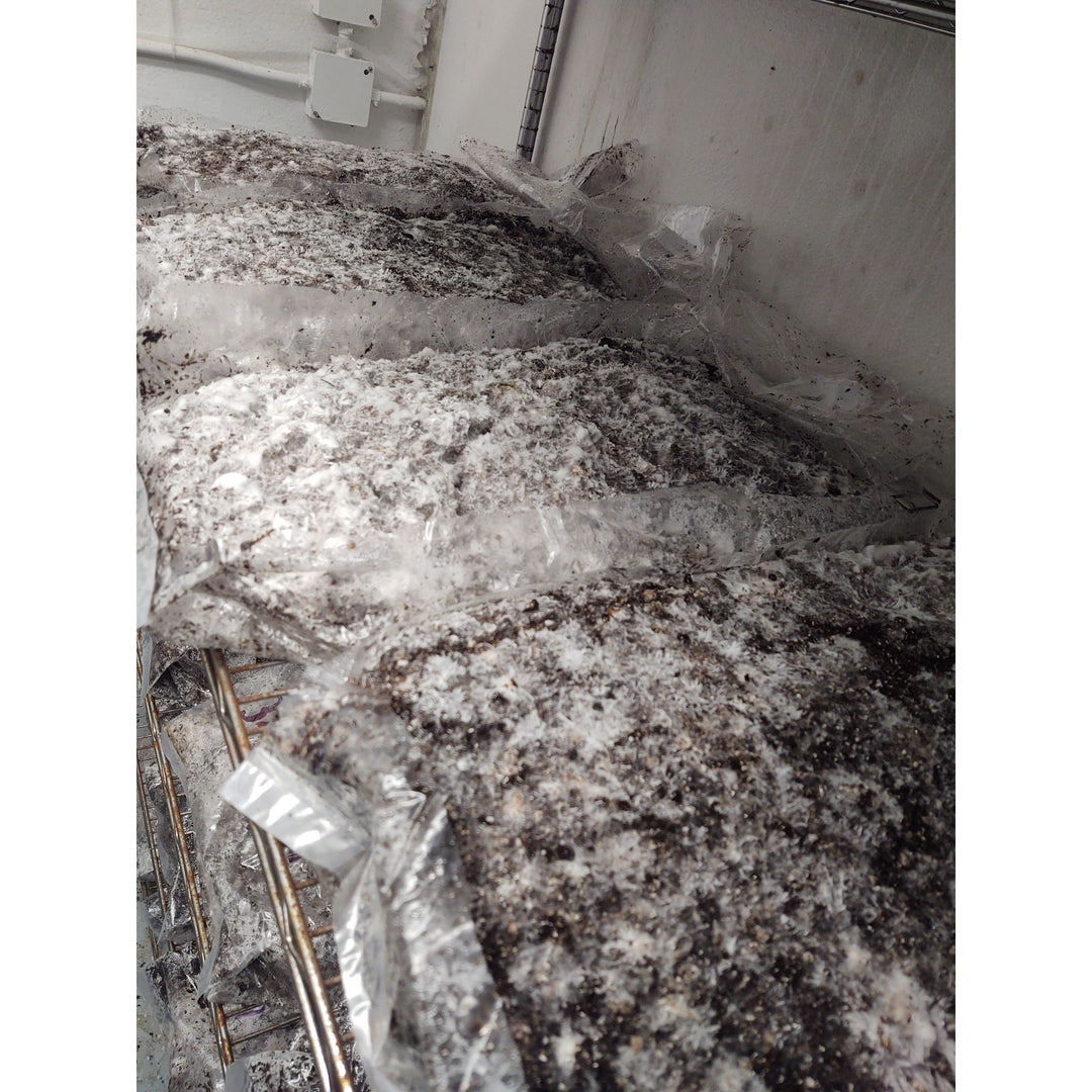 Mushroom Growing Substrate (manure based) for Dung Loving Mushrooms (20 bags)