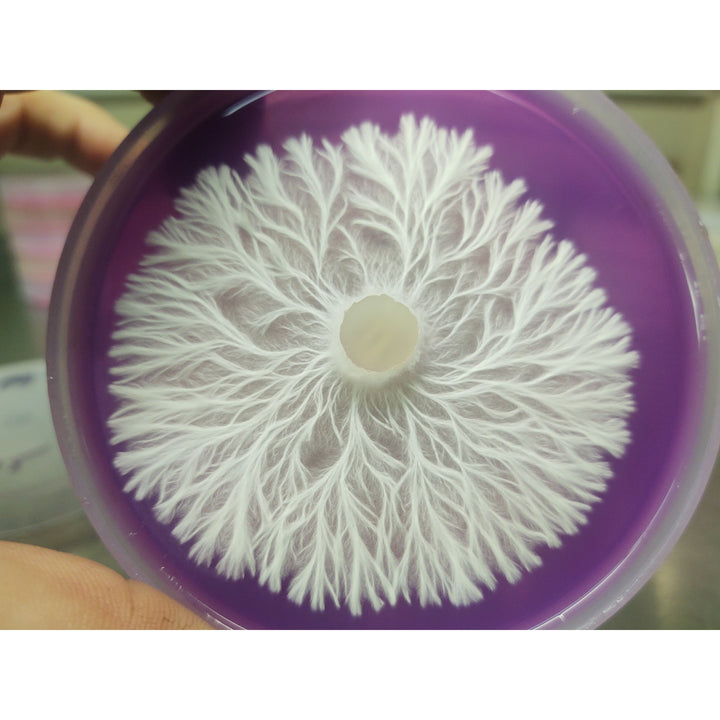 Golden Enoki Mushroom Plate Culture