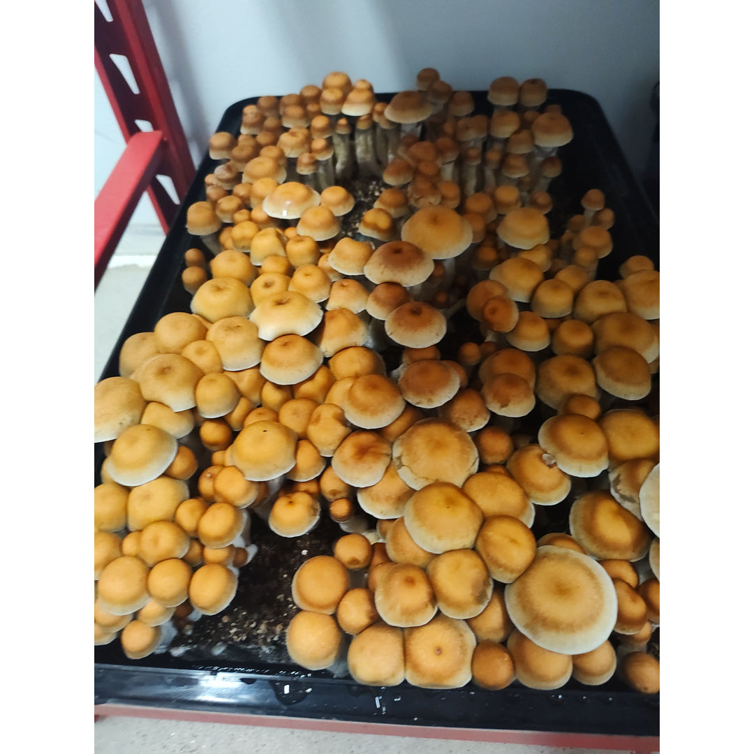 Mushroom Liquid Culture Kit — 40x Spore Germinating &amp; Cloning System