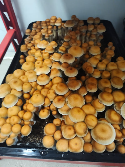 Online Consultation for mushroom farmers (Interactive Zoom Call)