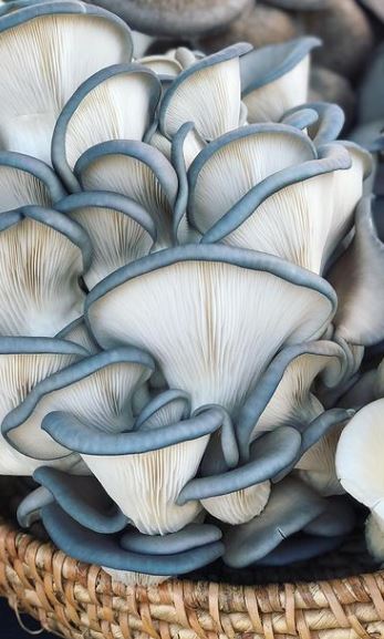 King Blue Oyster Mushroom Plate Culture