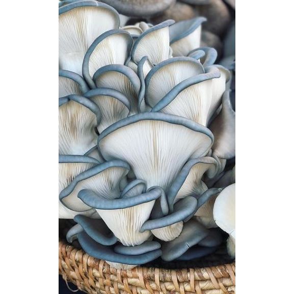 King Blue Oyster Mushroom Liquid Culture - Pleurotus Ostreatus Hybrid