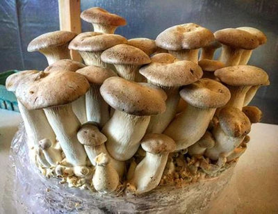 King Oyster Mushroom Liquid Culture - Pleurotus eryngii