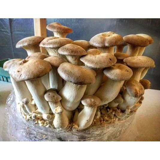 King Oyster Mushroom Grain Spawn