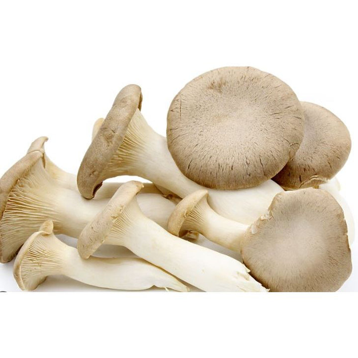 King Trumpet Mushroom Liquid Culture