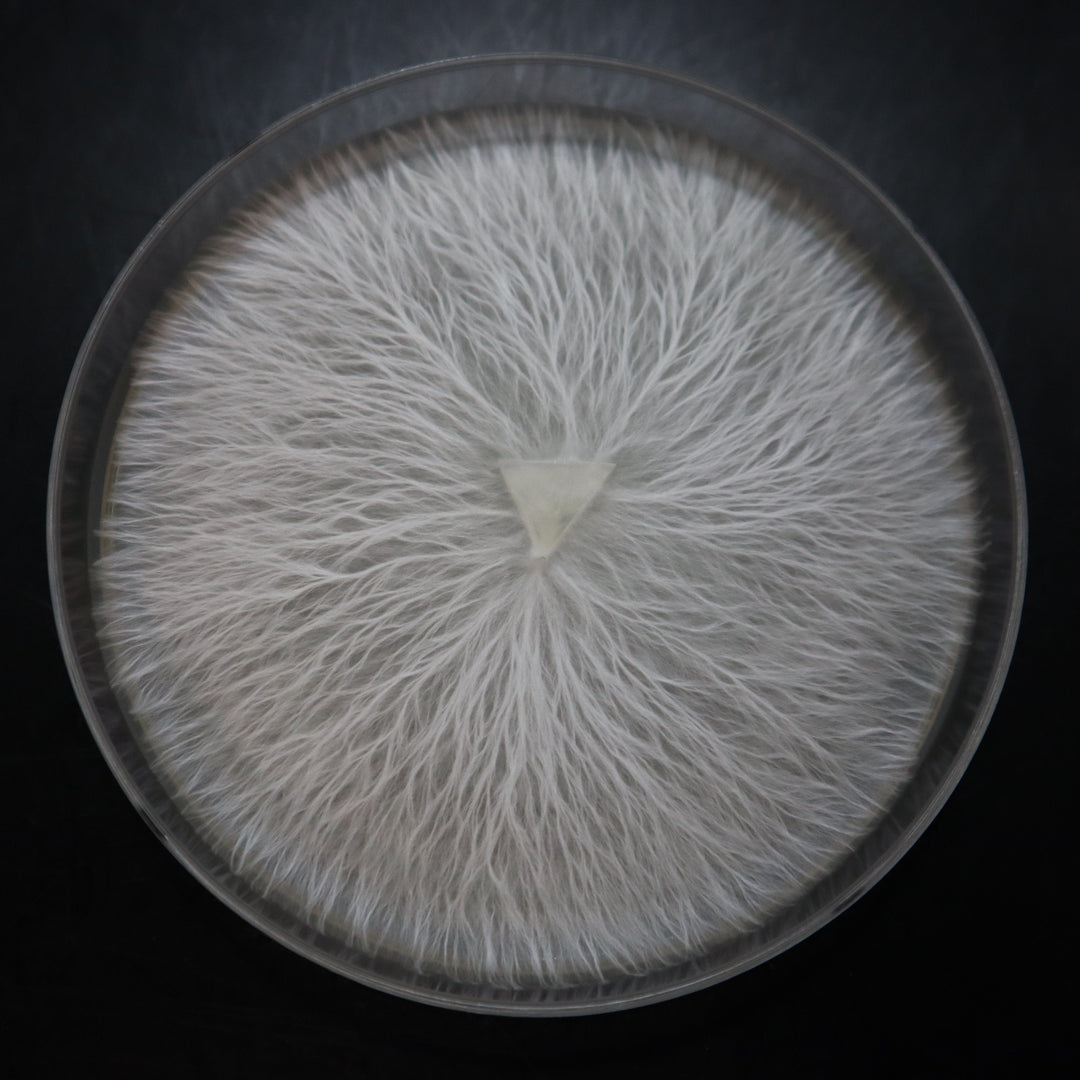 Pink Oyster Mushroom Plate Culture