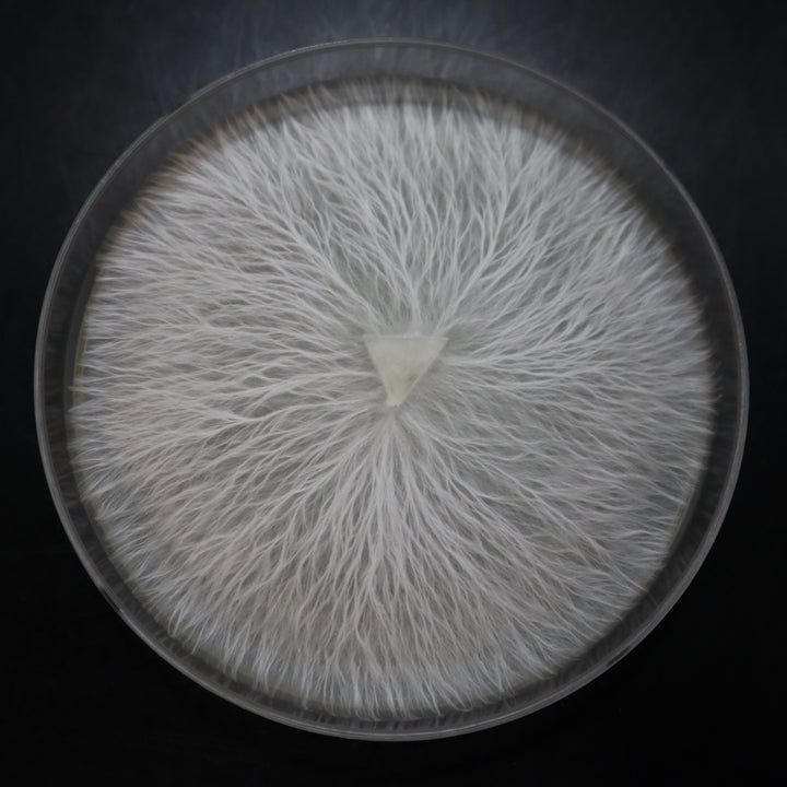 Pink Oyster Mushroom Plate Culture
