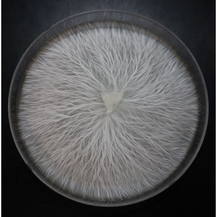 Sky Blue Oyster Mushroom Plate Culture