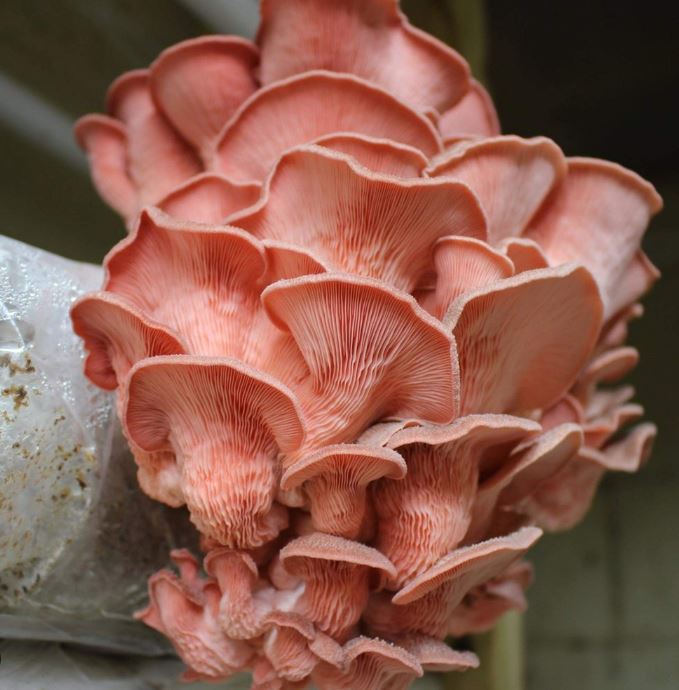 Pink Oyster Mushroom Grain Spawn, Pleurotus djamor