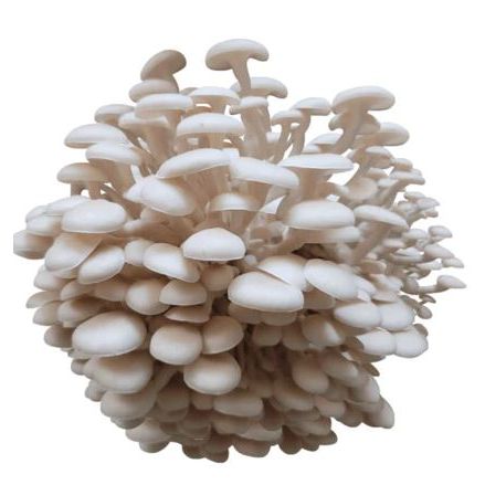 Princess Pearl Mushroom Grain Spawn
