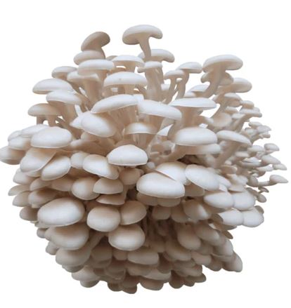 Princess Pearl Mushroom Plate Culture