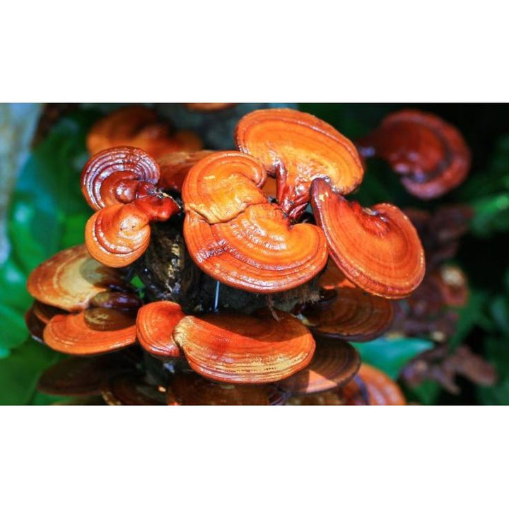 Reishi Mushroom Liquid Culture, Ganoderma lucidum