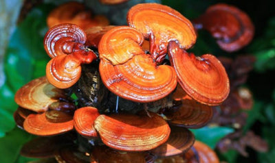 Reishi Mushroom Liquid Culture, Ganoderma lucidum