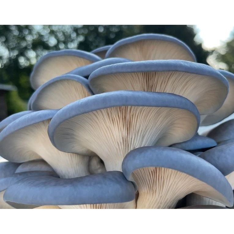Sky Blue Oyster Mushroom Liquid Culture