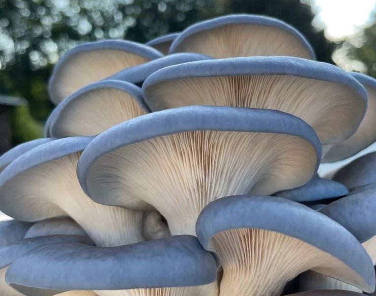 Sky Blue Oyster Mushroom Plate Culture