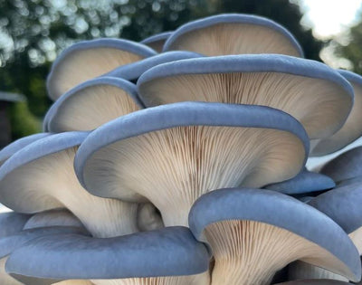 Sky Blue Oyster Mushroom Grain Spawn