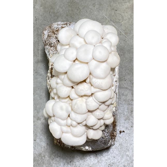 Snow White Oyster Mushroom Liquid Culture