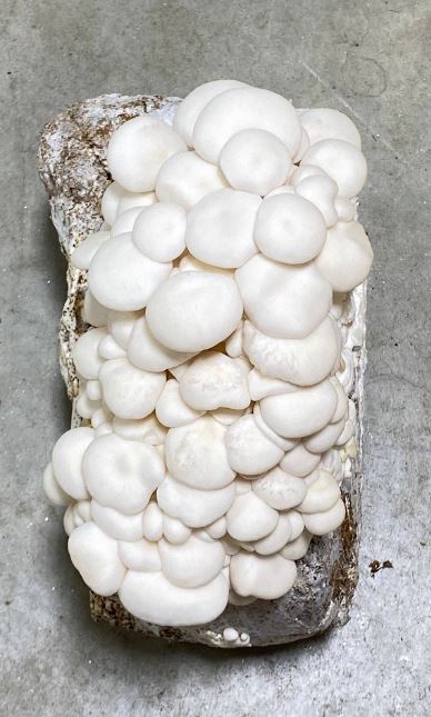 Snow White Oyster Mushroom Plate Culture