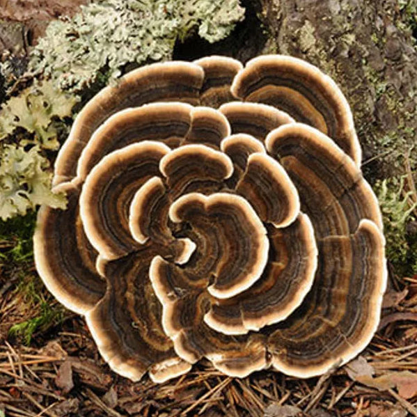 Turkey Tail mushroom plate culture