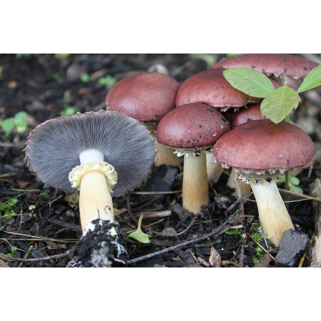 Wine Cap  Mushroom Liquid Culture