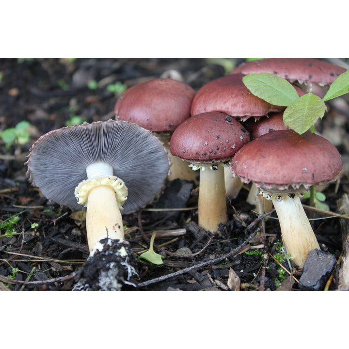 Wine Cap  Mushroom Liquid Culture