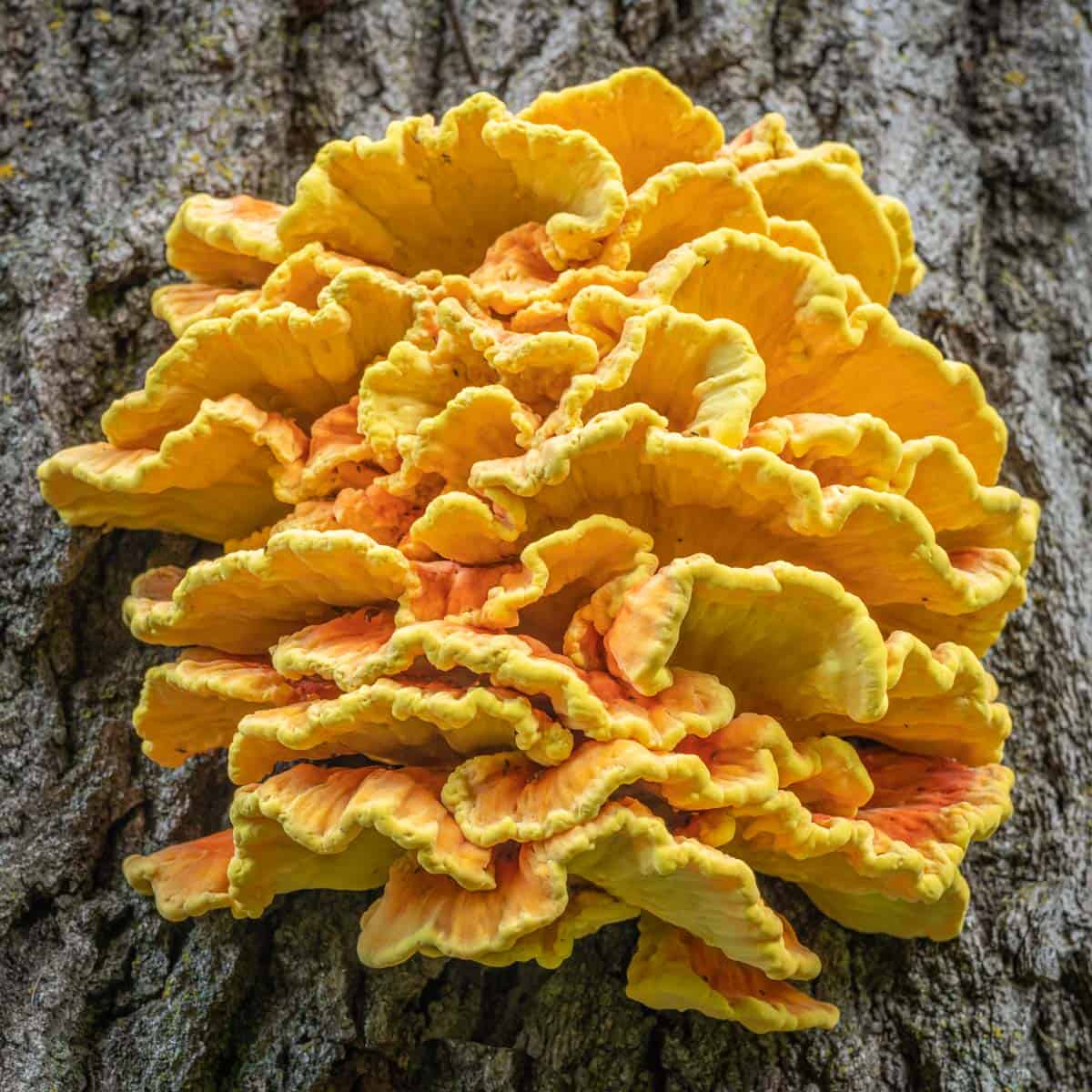 Chicken of the Woods mushroom liquid culture