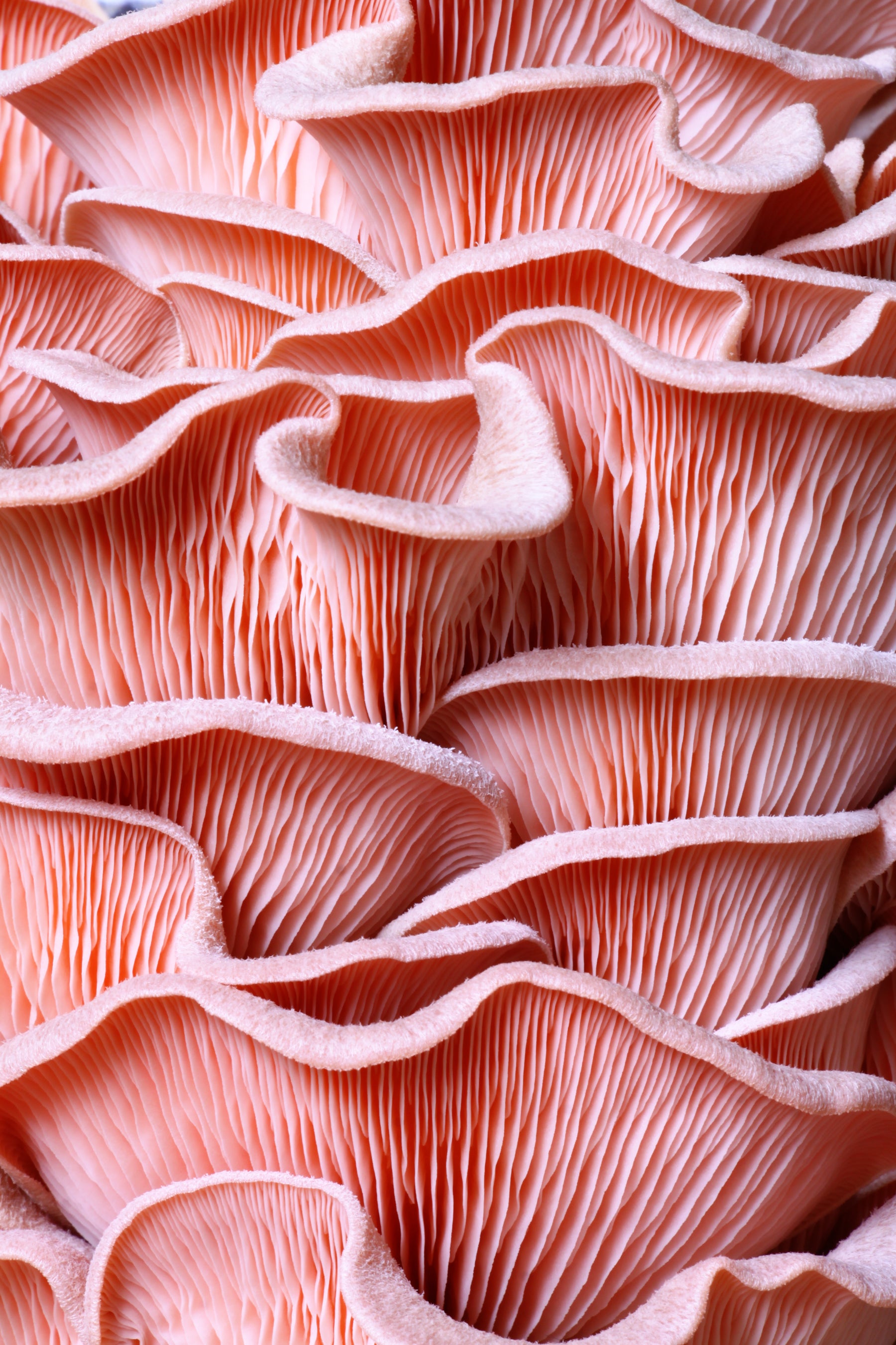 pink oyster
