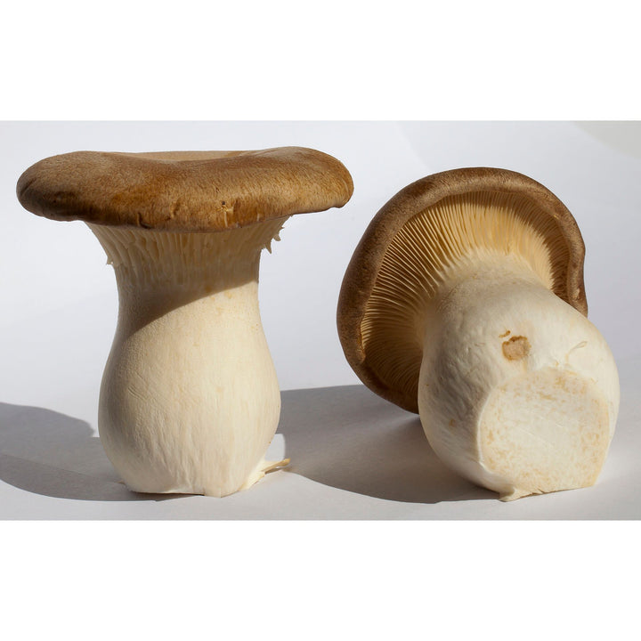 King Trumpet Oyster Mushroom Grain Spawn - Pleurotus Eryngii