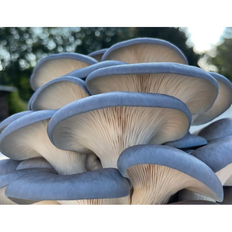 Mycology-supply.com Learning Kit