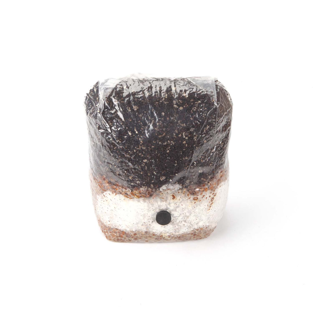 All-In-One Mushroom Grow Bag for Wood Lovers - 5 pounds - Sterilized mushroom media with injection port. 10 bags