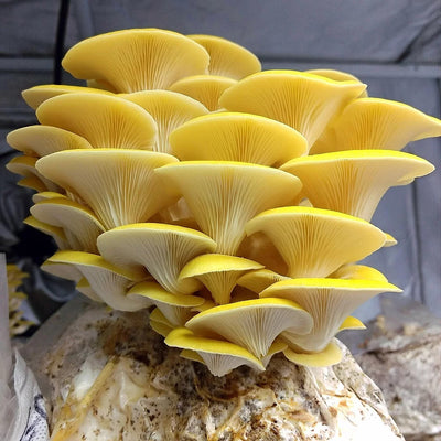 Golden Oyster Mushroom Plate Culture- Pleurotus citrinopileatus