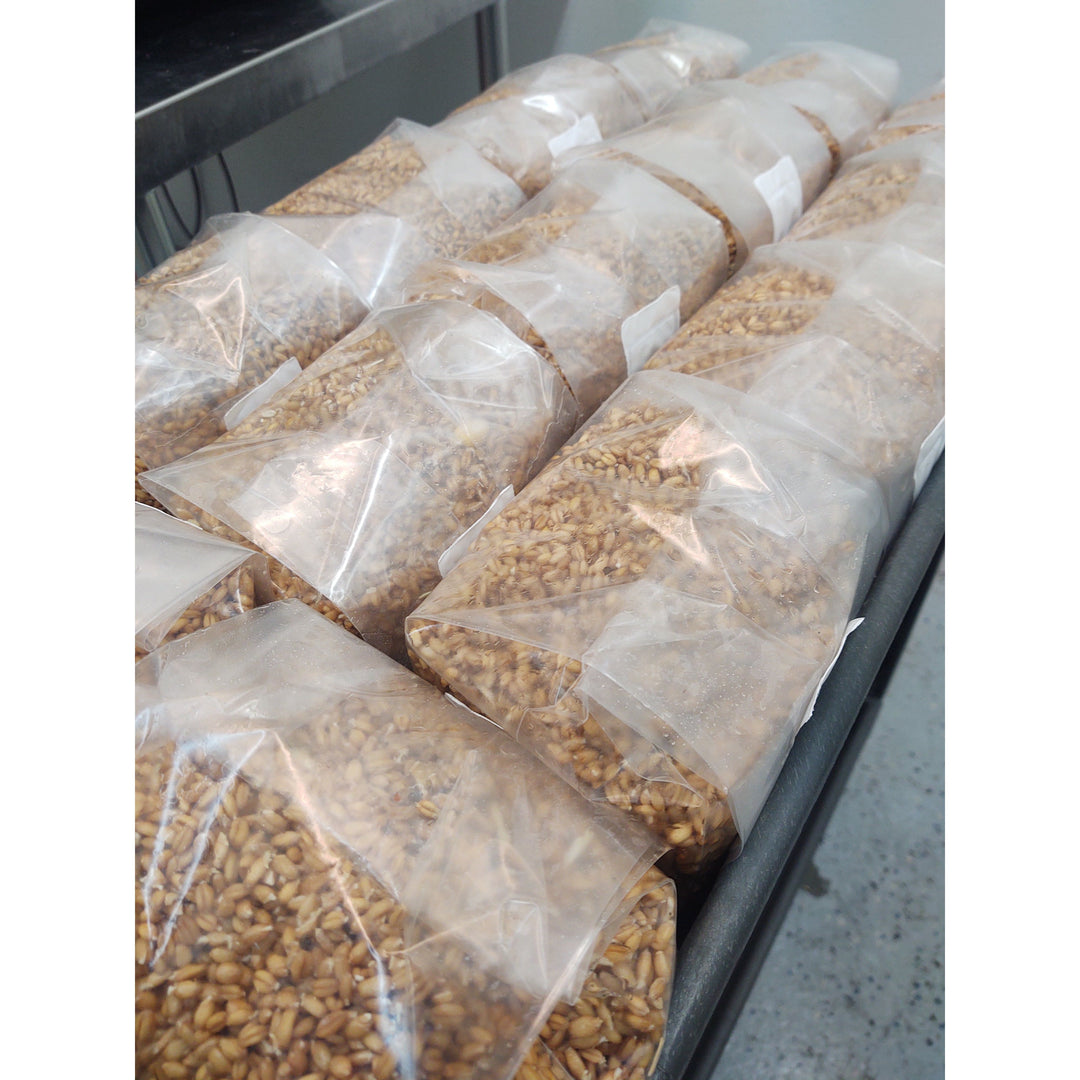 Grain Media  - Organic Sorghum Grain, 3.0 pounds - Sterilized mushroom media with injection port. 3 bags