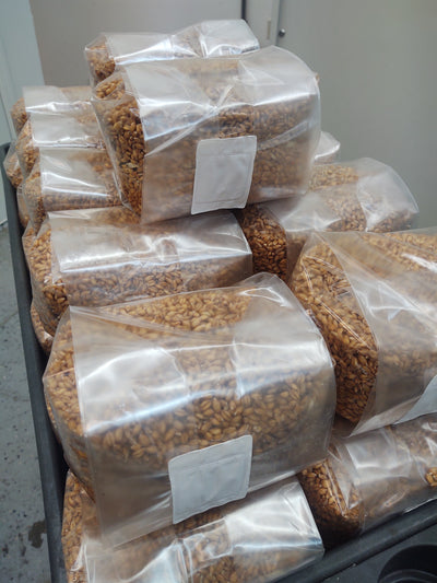 Grain Media  - Organic Rye Berries, 3.0 pounds - Sterilized mushroom media with injection port. 1 bag