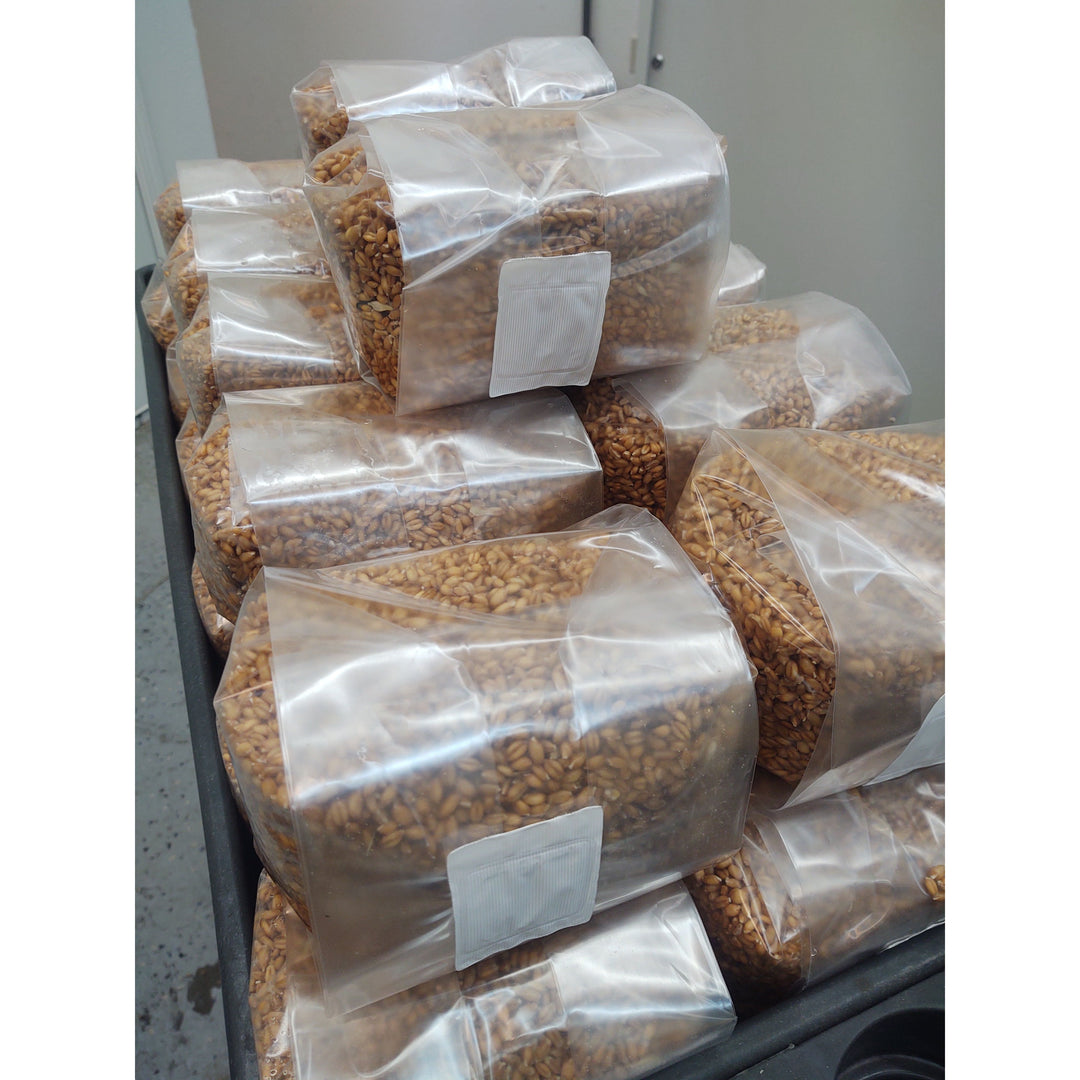 Grain Media  - Organic Sorghum Grain, 3.0 pounds - Sterilized mushroom media with injection port. 3 bags