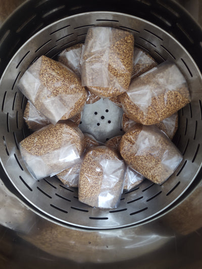 Grain Media  - Organic Rye Berries, 3.0 pounds - Sterilized mushroom media with injection port. 3 bags