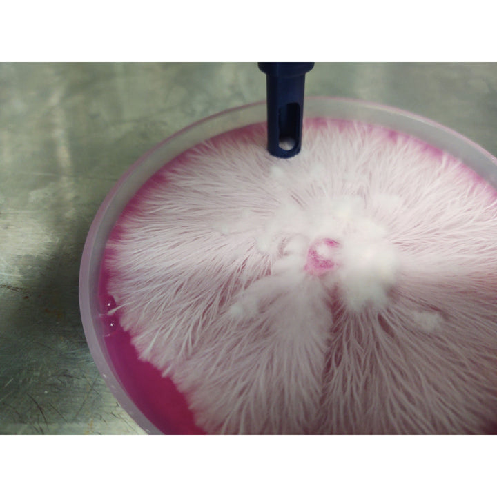 Agar Punch 6mm