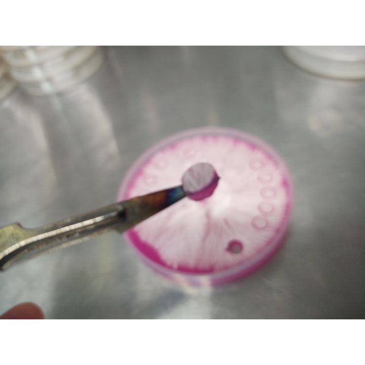 Agar Punch 10mm